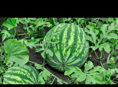 Продаю Арбуз 🍉 От 5к до 10 к