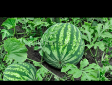 Продаю Арбуз 🍉 От 5к до 10 к
