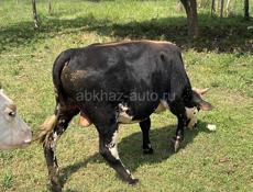 Продам