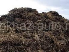 Продам навоз мачарка 