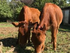 Продам молодых тёлок