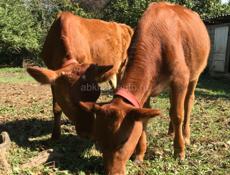 Продам молодых тёлок