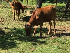 Продам молодых тёлок