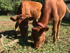 Продам молодых тёлок