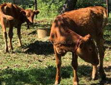 Продам молодых тёлок