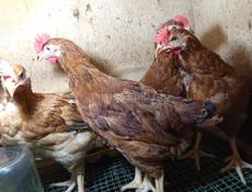 Продам циплят осталось мало Ред бро и гриз бар, по 20 шт, почти 3 м , через пару дней, по 650р