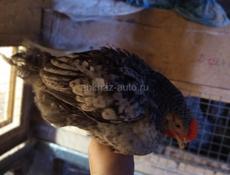 Продам циплят осталось мало Ред бро и гриз бар, по 20 шт, почти 3 м , через пару дней, по 650р