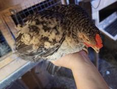 Продам циплят осталось мало Ред бро и гриз бар, по 20 шт, почти 3 м , через пару дней, по 650р
