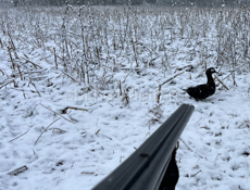 Обмен на 15 pro или 16