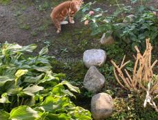 Отдам котят