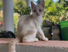 Отдам котят