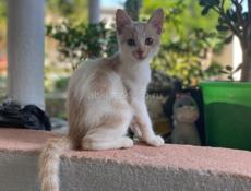 Отдам котят