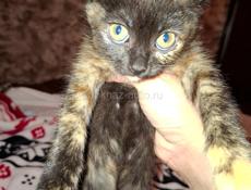 Котята аушистые домашние