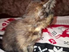 Котята аушистые домашние