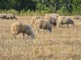 Барашки 🐑 