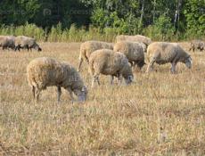 Барашки 🐑 