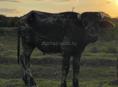 Буйвола 🐃 