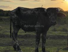 Буйвола 🐃 