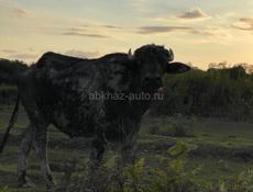 Буйвола 🐃 