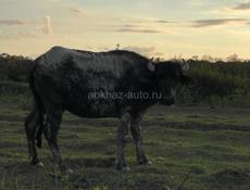 Буйвола 🐃 