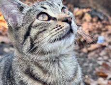 Стиральная машина Б/У 10кг