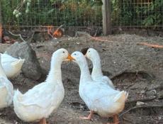 Продажа пекинских уток 