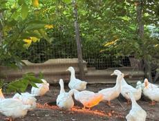 Продажа пекинских уток 