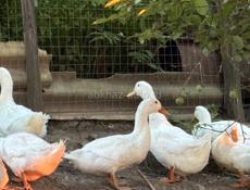 Продажа пекинских уток 