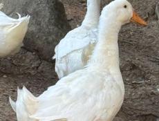 Продажа пекинских уток 