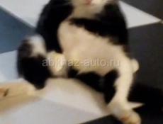 Пропал кот