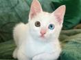Котенок с редким окрасом глаз в добрые руки.