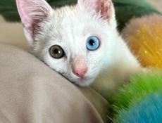 Котенок с редким окрасом глаз в добрые руки.