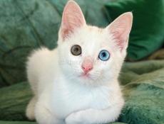 Котенок с редким окрасом глаз в добрые руки.