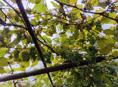 Продаю виноград 🍇 