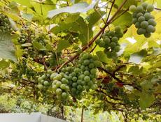 Продаю виноград 🍇 