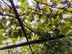 Продаю виноград 🍇 