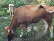 Продается бык 150 кг