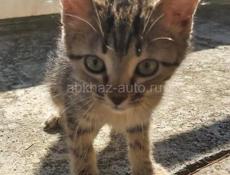 КОТЯТ В ДОБРЫЕ РУКИ!!!