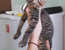 КОТЯТ В ДОБРЫЕ РУКИ!!!