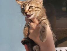КОТЯТ В ДОБРЫЕ РУКИ!!!