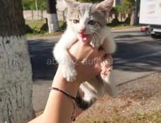 КОТЯТ В ДОБРЫЕ РУКИ!!!