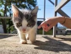 КОТЯТ В ДОБРЫЕ РУКИ!!!