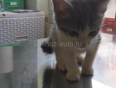 КОТЯТ В ДОБРЫЕ РУКИ!!!