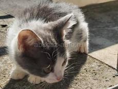 КОТЯТ В ДОБРЫЕ РУКИ!!!