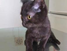 КОТЯТ В ДОБРЫЕ РУКИ!!!