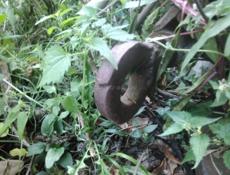 Продам лечебный бак. Цена договорная