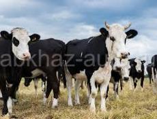 Продам коров оптом