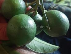 Продам лаим по 70руб