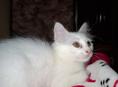 Котенок домашний