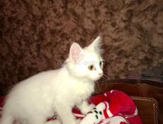Котенок домашний